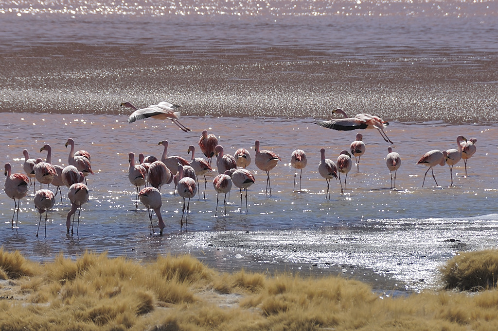 080806-090.jpg - Laguna Colorada