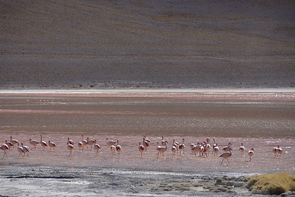 080806-092.jpg - Laguna Colorada