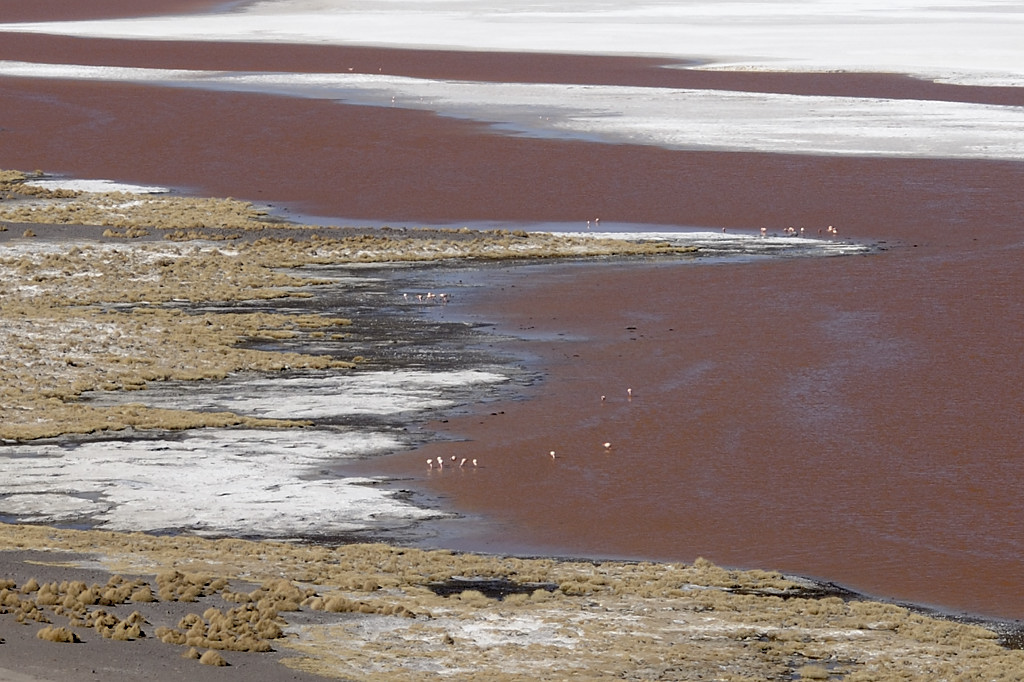 080806-097.jpg - Laguna Colorada