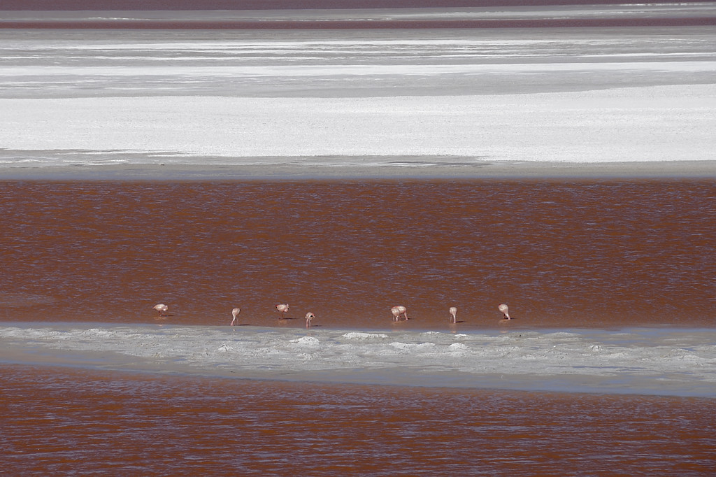 080806-098.jpg - Laguna Colorada