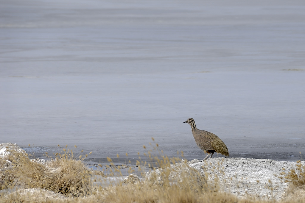 080807-03.jpg - Laguna Canapa