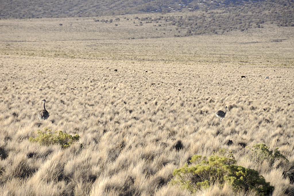 080809-10.jpg - Nandous au pieds du Sajama