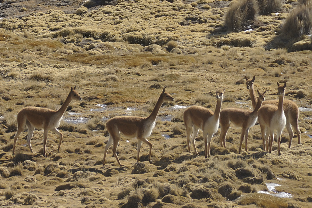 080810-08.jpg - Vigognes