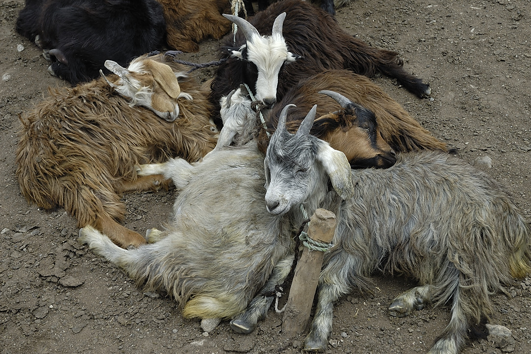 100803-110631.jpg - Bergers sous le Kota i Wazit