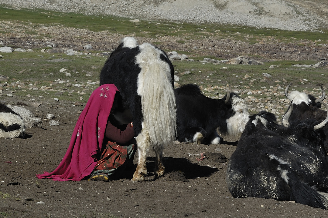 100804-081451.jpg - Village de bergers