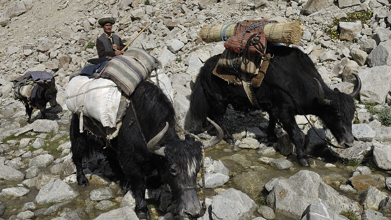 100805-090446.jpg - Caravane de yaks