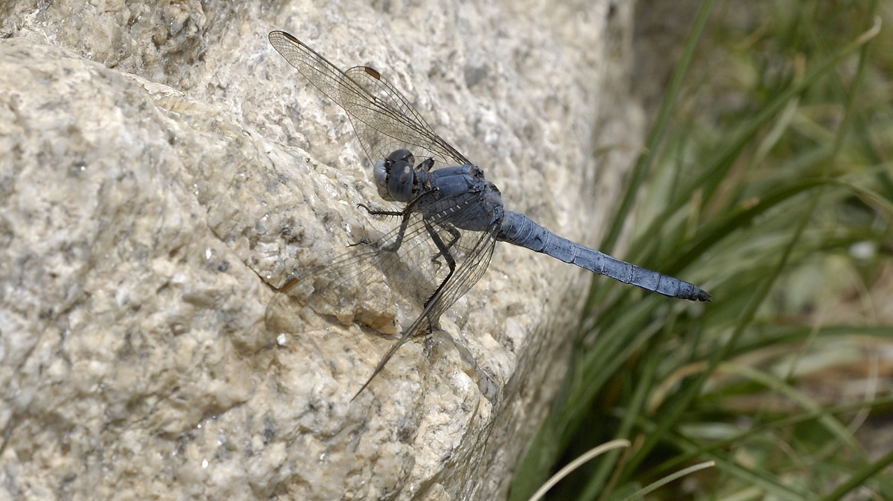 100816-07.jpg - Libellules au bord du Yashil Kul