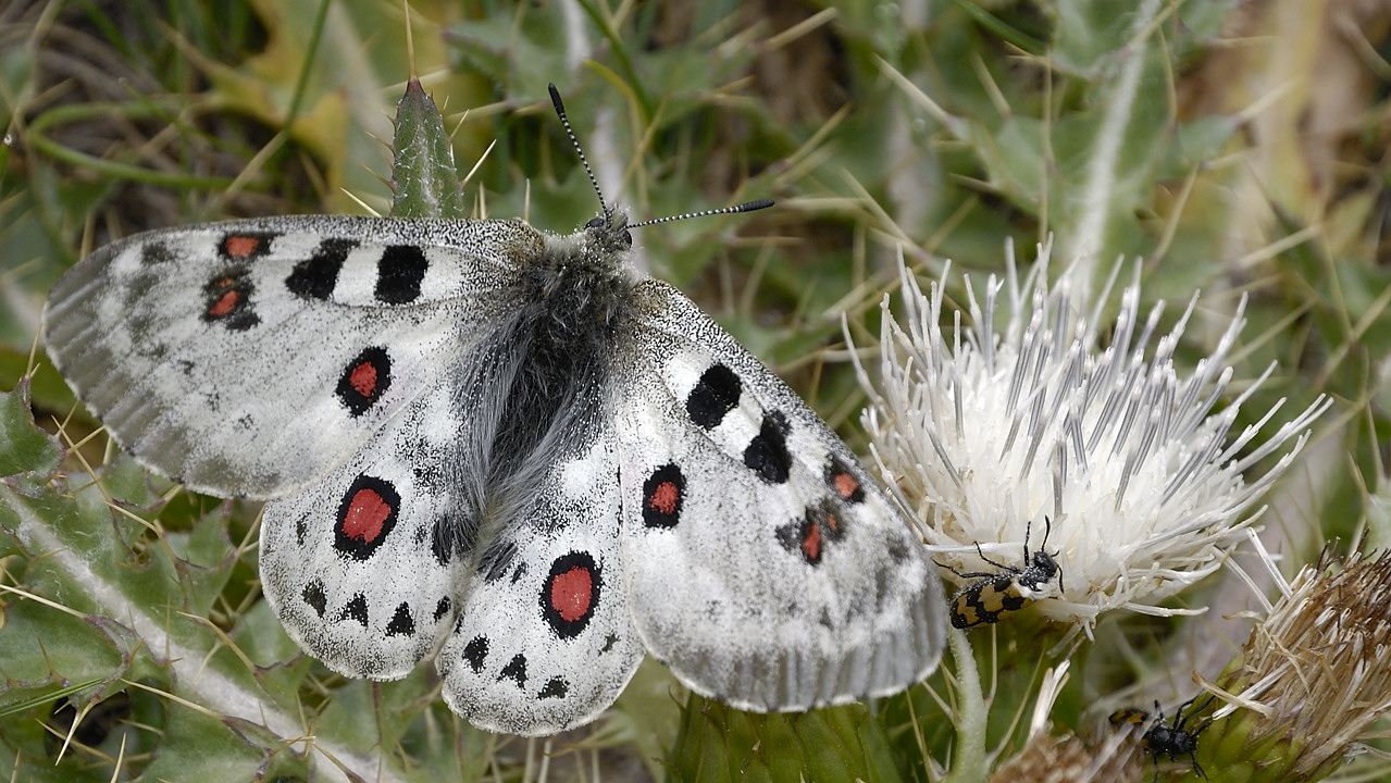 100825-07.jpg - Balade autour de Sary Tash
