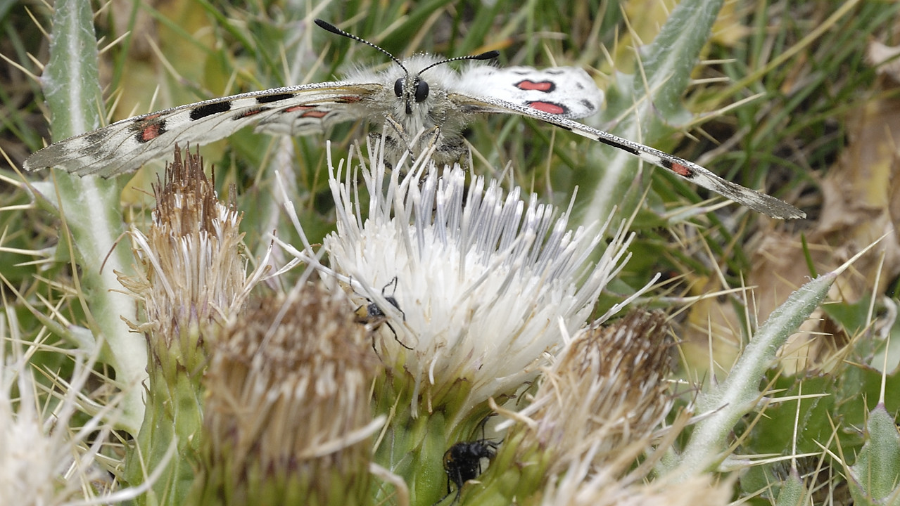 100825-08.jpg - Balade autour de Sary Tash