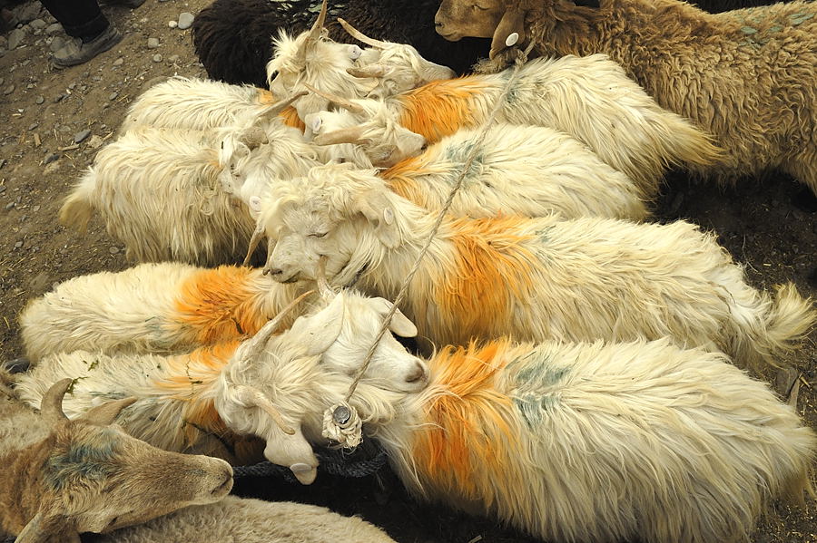 _PPB9577.jpg - Kashgar : march� aux bestiaux