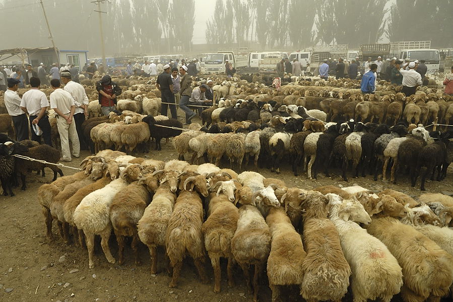 _PPB9578.jpg - Kashgar : march� aux bestiaux