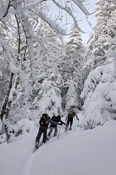 080113-06.jpg - Du GR au pr� de Pratcel