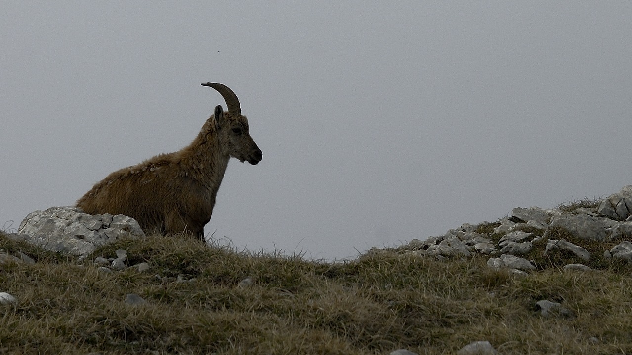 120527-102548.jpg - Bouquetin