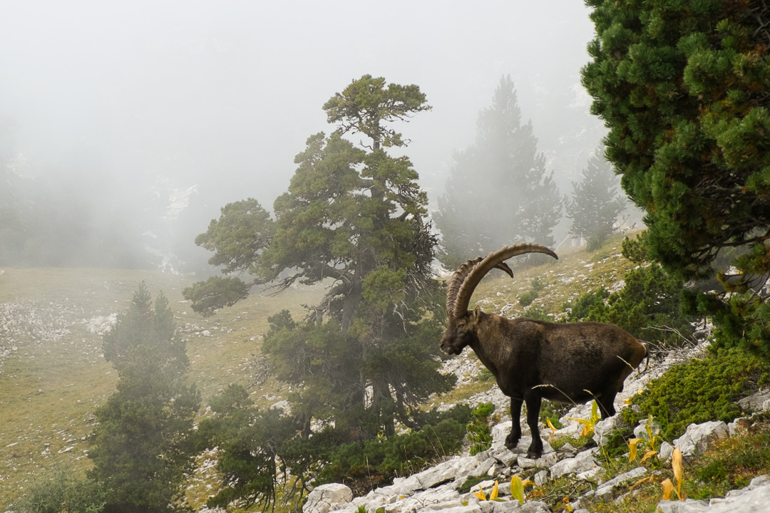 130921-171251.jpg - Bouquetin, pas vraiment troublé par notre présence