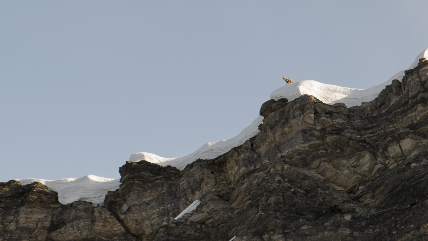 140608-072352.jpg - Chamois curieux